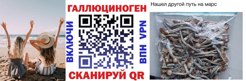 Псилоцибиновые грибы Psilocybe Задонск